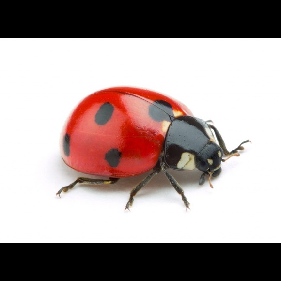 Meet your Posher, Diana - Picture 1 of 1